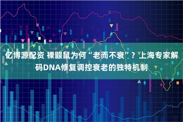 亿博源配资 裸鼹鼠为何“老而不衰”？上海专家解码DNA修复调控衰老的独特机制